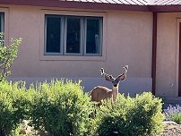 Our Visitor